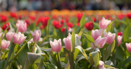 Beautiful tulip in farmの写真素材