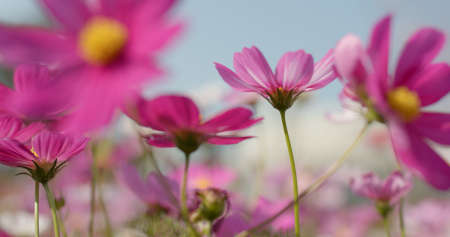 Cosmo flower fieldの写真素材