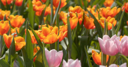 Tulip flower farm parkの写真素材