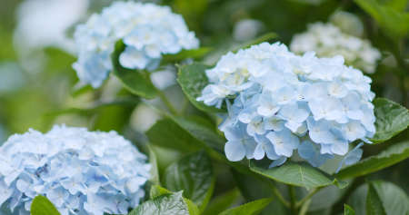 Beautiful Hydrangea fieldの写真素材