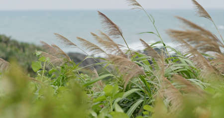 Green grass beside seasideの写真素材