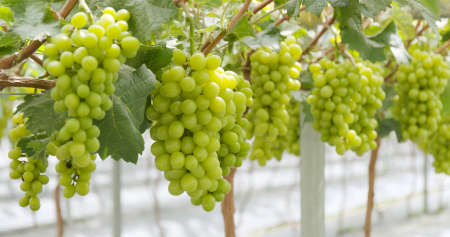 Grape farm garden
