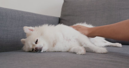 Pomeranian dog sleeping on sofa with owner at homeの写真素材