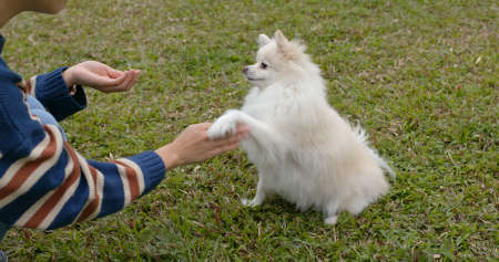 Woman play with her Pomeranian dog at parkの写真素材