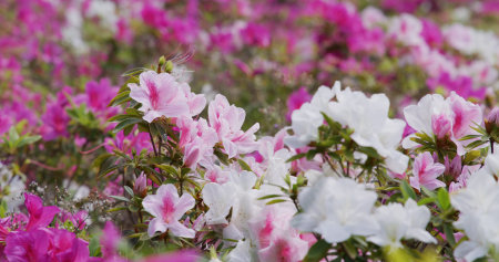 Rhododendron flower in the gardenの写真素材