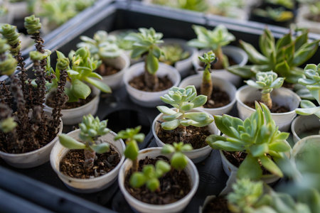 Lots of potted succulent plantsの写真素材