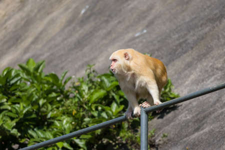 Wild monkey in the forestの写真素材