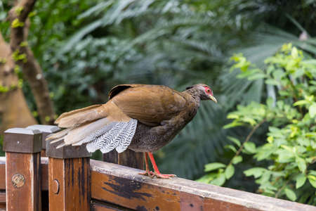 Lophura edwardsi at zoo parkの写真素材