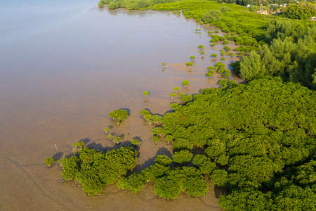 Aerial view of the mangroveの写真素材