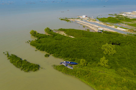 Top view of the mangrove