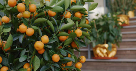 Mandarin oranges grow on tree for a happy chinese new yearの写真素材