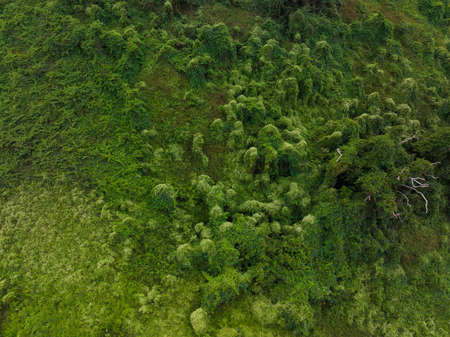 Top down view of the forest