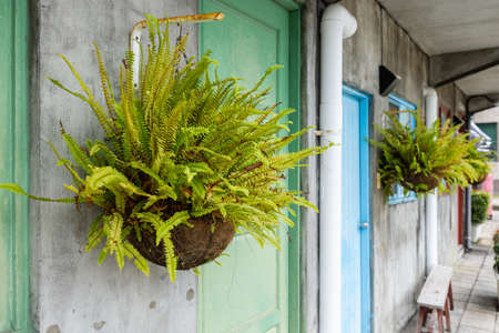 Fern hang on in the gardenの写真素材