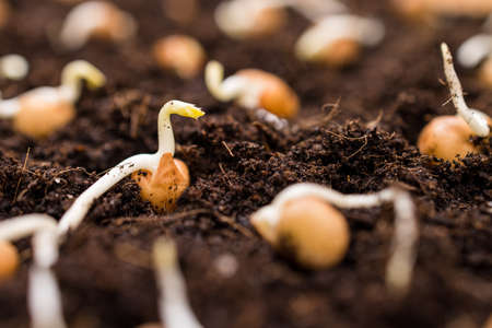 Bean sprout on the soilの写真素材