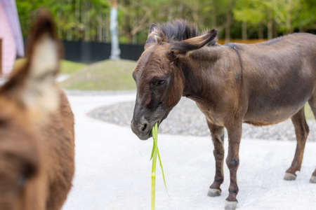 Donkey in the pasture farmの写真素材