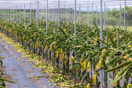 Dragon fruit field in green houseの写真素材