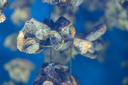 Aquaculture of the oyster under the seaの写真素材