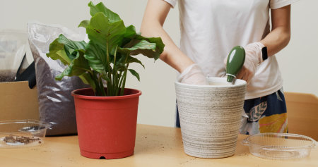 Changing pot for Calathea orbifolia at homeの写真素材