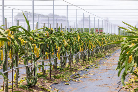 Dragon fruit field in green houseの写真素材