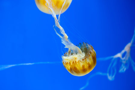 Jellyfish swimming in the water tankの写真素材