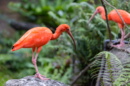 Red flamingos in natural