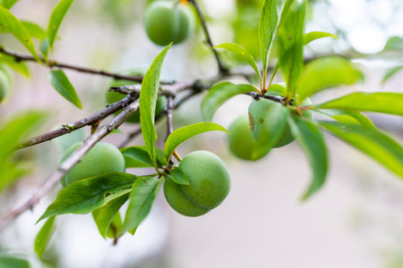 Fruit greengage on the treeの写真素材