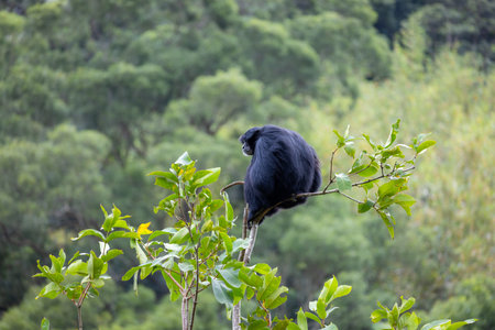 Black Gorilla on the tree