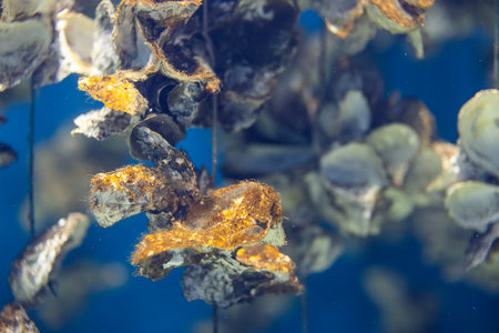 Aquaculture of the oyster under the sea