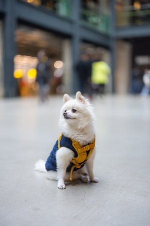 White pomeranian sit on the floor in shopping mallの写真素材