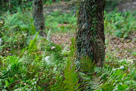 Vine glow over the tree trunk