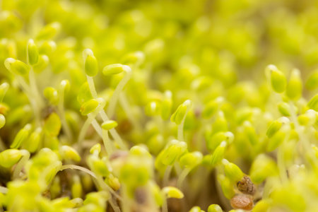 Sprouted chia seeds at home garden