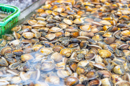 Fresh raw clam selling in wet marketの写真素材