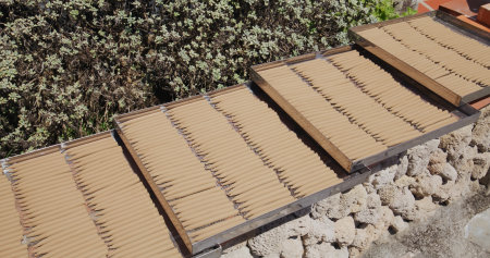 Dry Incense under the sunlight at outdoor