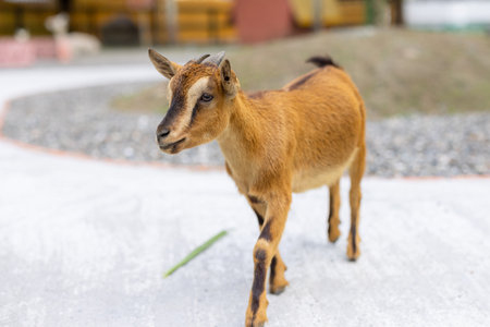 Goat in the pasture farmの写真素材