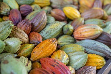 Stack of colorful ripe cocoa podsの写真素材