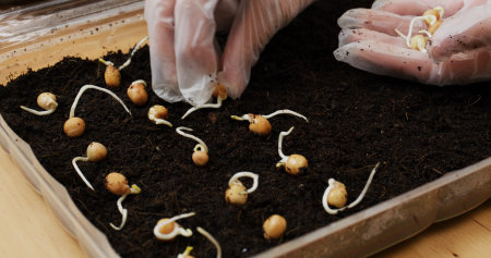 Home garden for seed planting vegetable at home