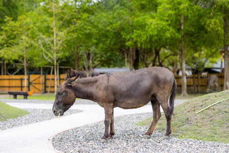 Donkey in the pasture farmの写真素材