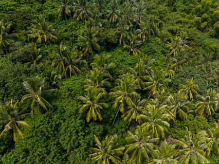 Top down view of the tropical forest jungleの写真素材