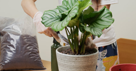 Changing pot for Calathea orbifolia at homeの写真素材
