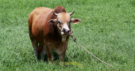 Cow pasture on the meadowの写真素材