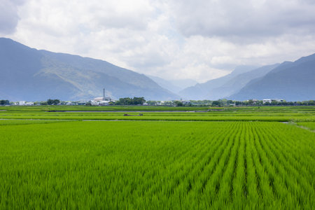 Paddy rice field in Taitung of Taiwanの写真素材