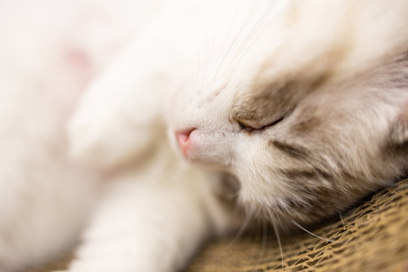 Close up of the sleeping catの写真素材