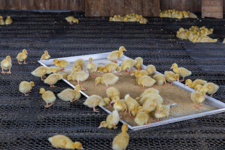 Little baby duck in the farmの写真素材