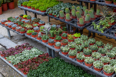 Cactus planting green tree sell at shopのeditorial素材