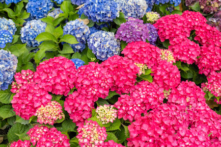Hydrangea flower in the garden