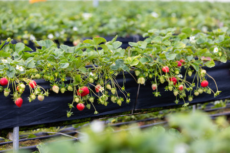 Organic strawberry farm in the gardenの写真素材