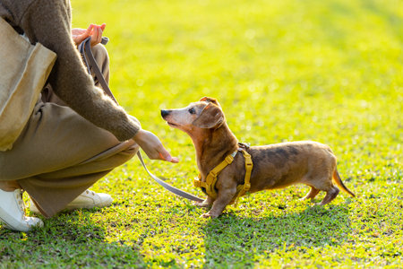 Pet owner train with her dachshund dog at parkの写真素材