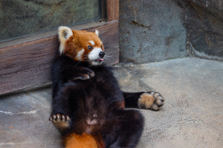 Red panda in the zoo parkの写真素材