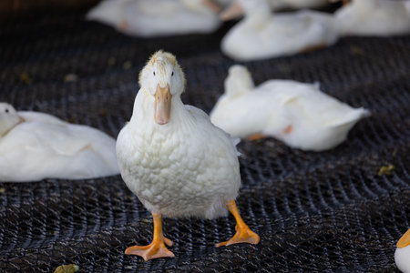 Group of white ducks in the farmの写真素材