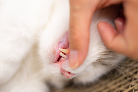 Pet owner check teeth of the catの写真素材